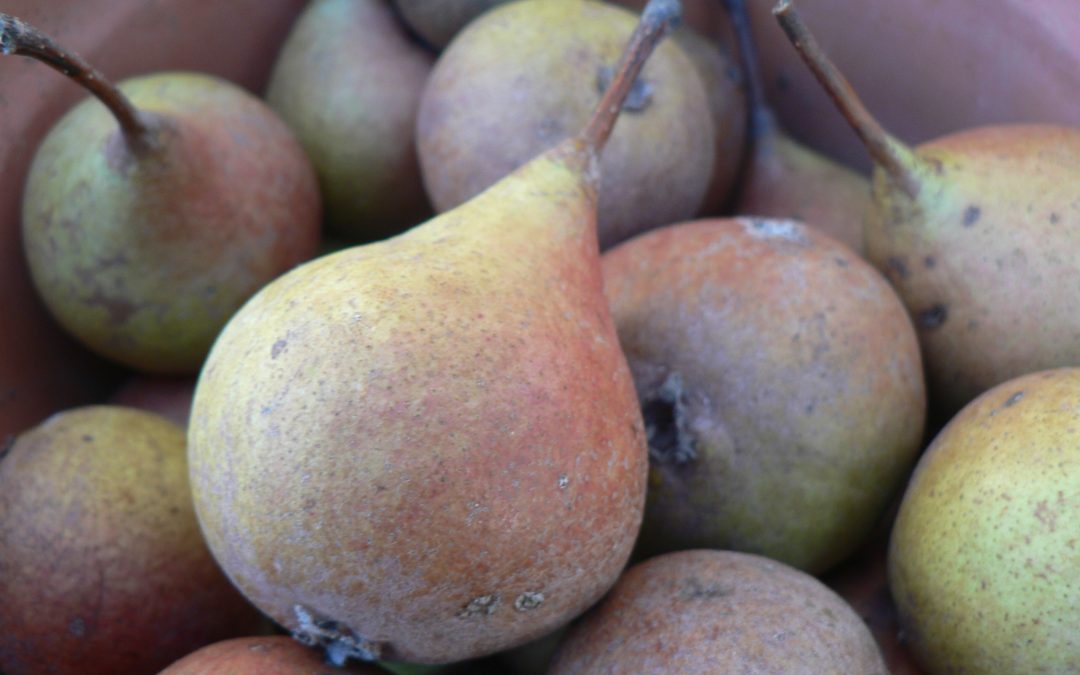 Parc naturel Régional du Verdon / Projet « Vergers Paysans » (2016-2018)