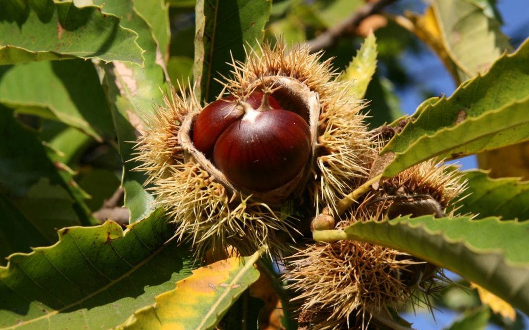 Conservatoire méditerranéen Partagé / Syndicat des Producteurs de Châtaignes des Maures (2021)