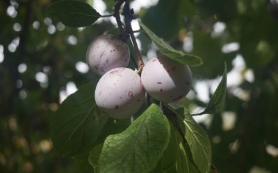CMP/ Association La prune de Brignoles / Programme du fonds européen LEADER GAL Provence Verte « Pour la relance d’une micro-filière autour de la prune perdigone dite de Brignoles. » (2020-2022)