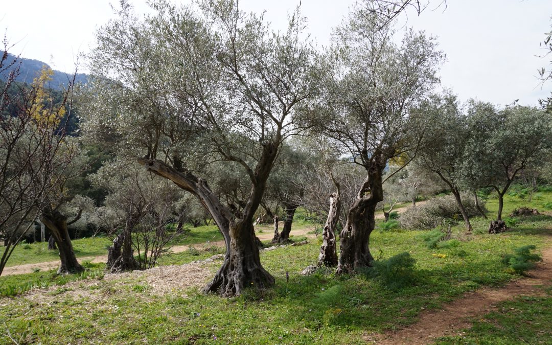 Conservatoire Méditerranéen Partagé / Commune de Carnoules / 2023
