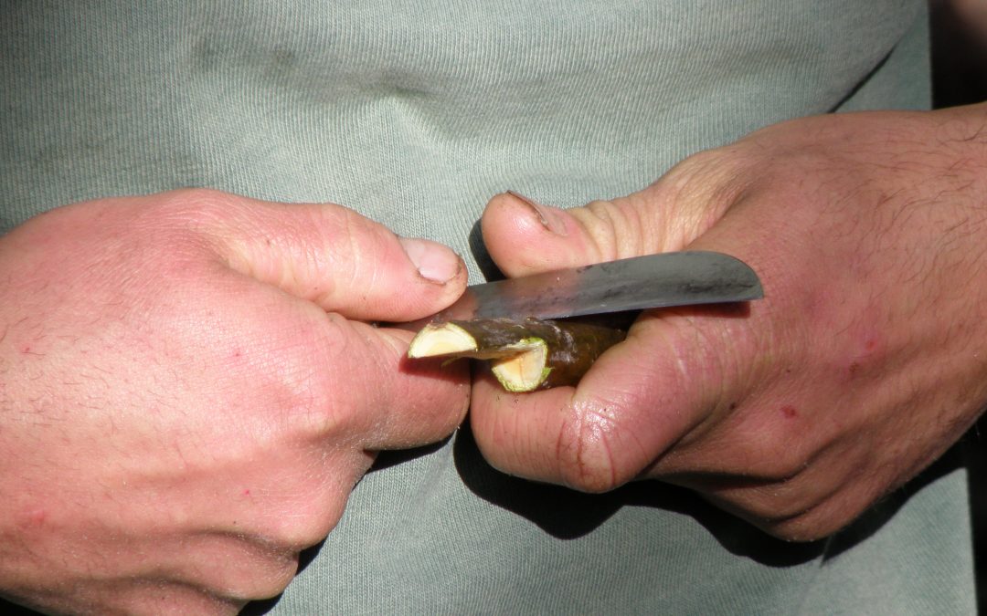 Chercheuse invitée – Stage de formation au patrimoine culturel immatériel du Musée de Salagon