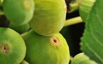 Sauvegarde et valorisation des savoirs et savoir-faire de transformation domestique de la figue blanche de Salernes