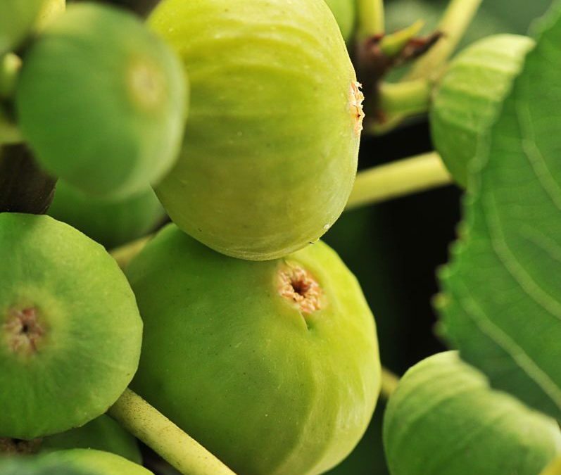 Sauvegarde et valorisation des savoirs et savoir-faire de transformation domestique de la figue blanche de Salernes