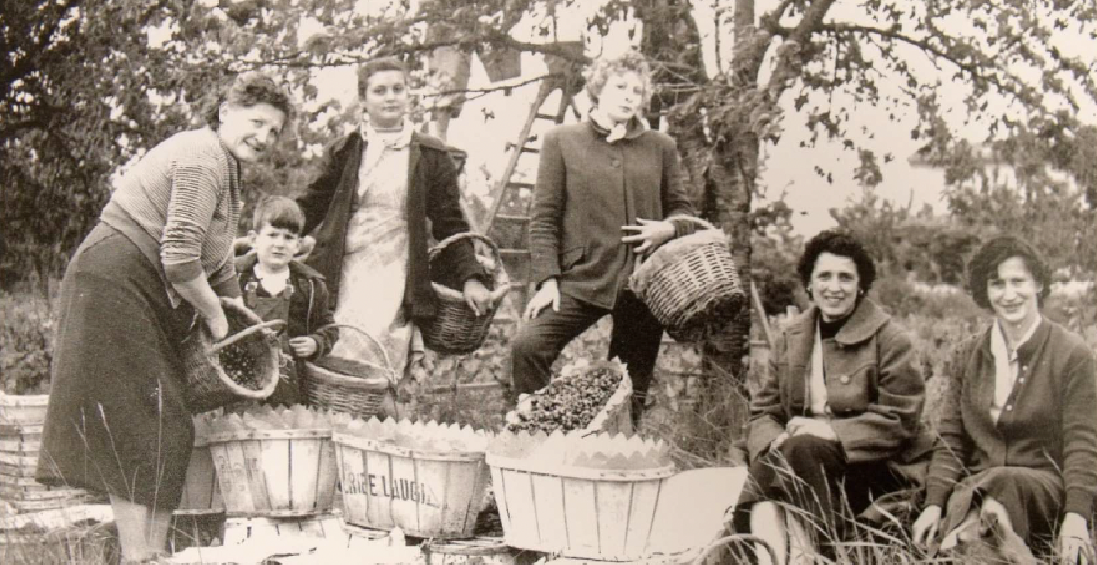 Cueillette familiale de cerises au Luc en 1960 - photo doc. repro. V-M.