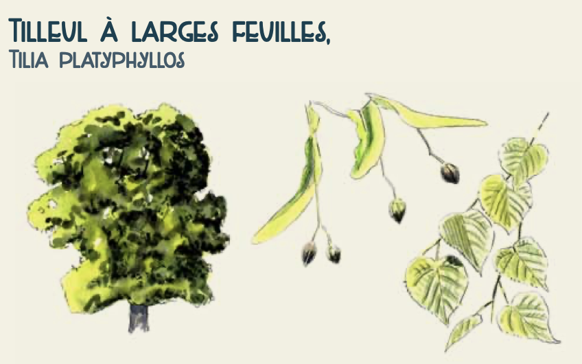 Parc naturel Régional du Verdon / Inventaires citoyens de la biodiversité, Blieux (2016)