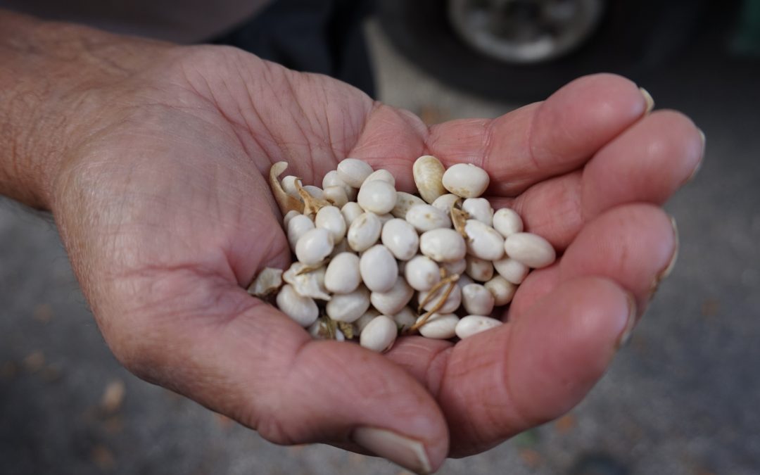 Livret de valorisation des patrimoines alimentaire et agricole de la Communauté d’Agglomération du Pays de Grasse