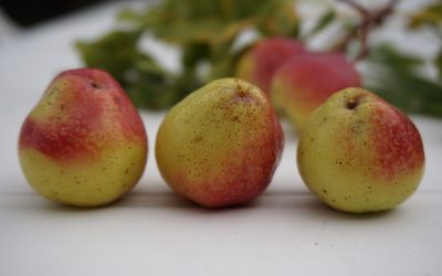 Atelier Annuel du projet C3R : réseau, ressource et résilience d’un arbre oublié, le corpus domestication, au service de la transition agro-écologique
