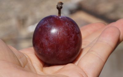 Conservatoire Méditerranéen Partagé / Coordination nationale sur la conservation des ressources phytogénétiques des espèces cultivées et leurs apparentées sauvages, Ministère de l’Agriculture / 2023-2025