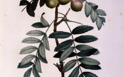CIRAD / Association Sorbus domestica (2024-2026)