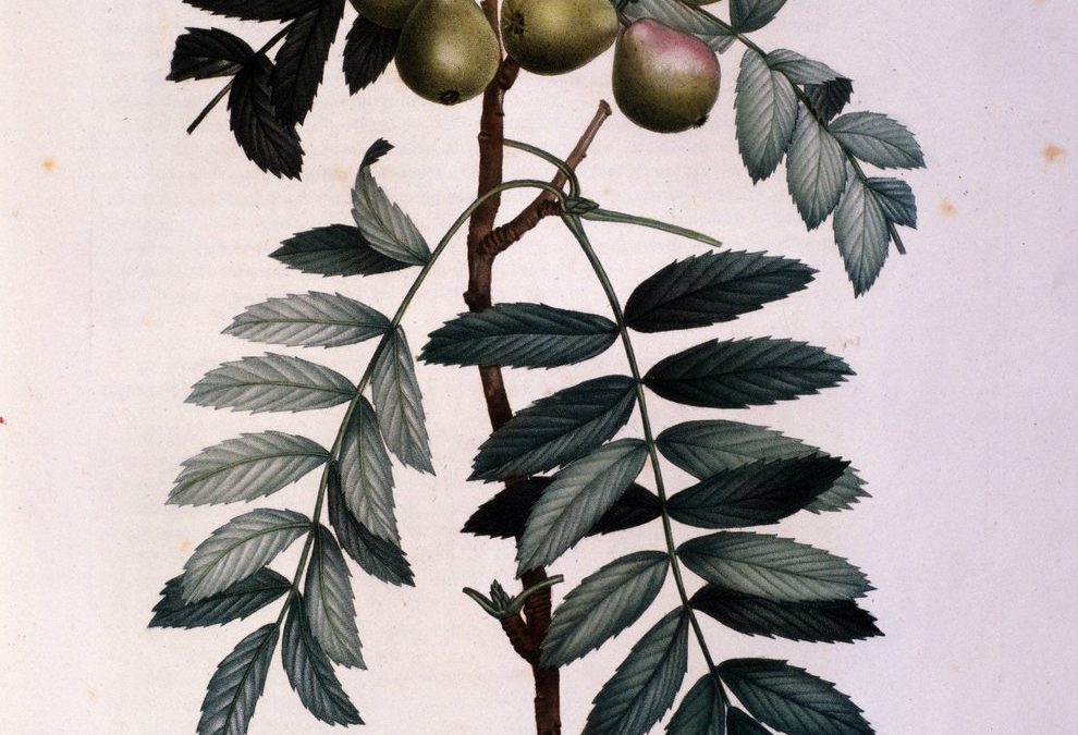 CIRAD / Association Sorbus domestica (2024-2026)