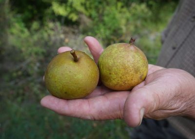 Mayer. P., Les Préalpes fruitières. Les variétés de fruits cultivées dans le Parc naturel Régional du Verdon, 19e – 20e siècles.