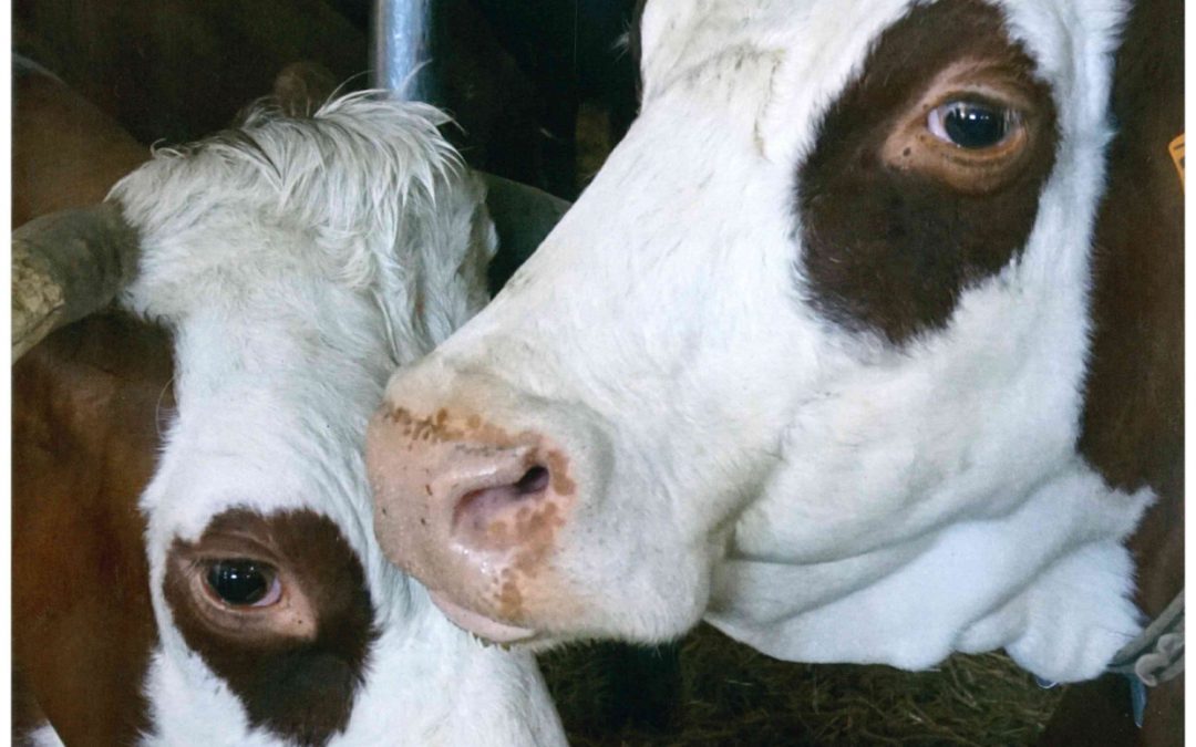 Médiation et inventaire du patrimoine