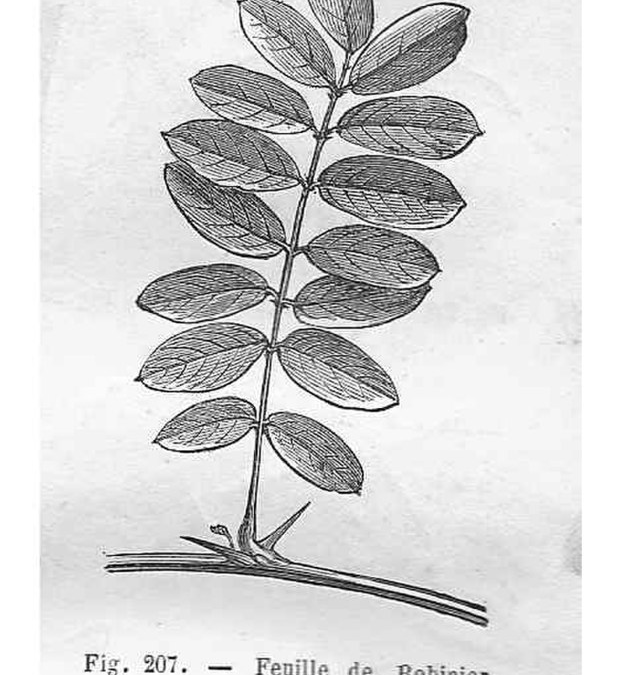 Conservatoire Méditerranéen Partagé / Commanditaire privé / 2023